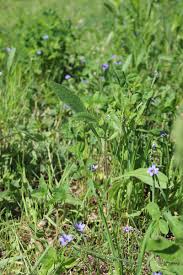 Attēlu rezultāti vaicājumam “Sisyrinchium montanum”