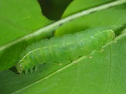 Attēlu rezultāti vaicājumam “Craniophora ligustri imago”