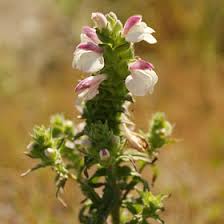 Attēlu rezultāti vaicājumam “Orobanchaceae”