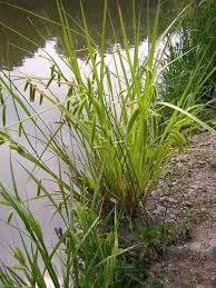 Attēlu rezultāti vaicājumam “Carex pseudocyperus”