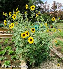 Attēlu rezultāti vaicājumam “Helianthus annuus flower”