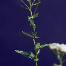 Attēlu rezultāti vaicājumam “Achillea millefolium leaf”