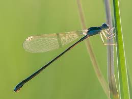 Attēlu rezultāti vaicājumam “Nehalennia speciosa”