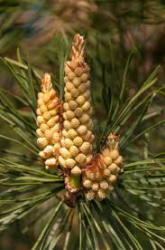 Attēlu rezultāti vaicājumam “Pinus sylvestris male flower”