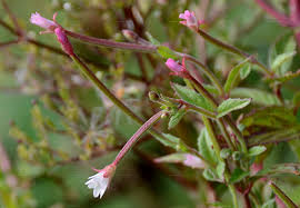Attēlu rezultāti vaicājumam “Epilobium roseum flower”