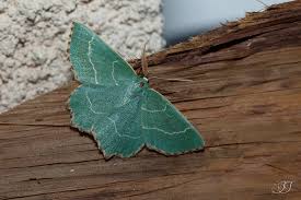 Attēlu rezultāti vaicājumam “Thalera fimbrialis”