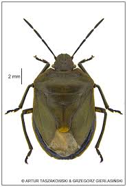 Attēlu rezultāti vaicājumam “Chlorochroa pinicola”