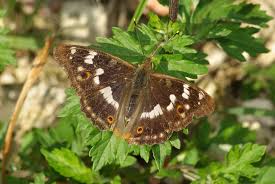 Attēlu rezultāti vaicājumam “Apatura ilia male”