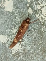 Attēlu rezultāti vaicājumam “Scythris limbella”