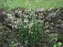 Attēlu rezultāti vaicājumam “Silene nutans flower”