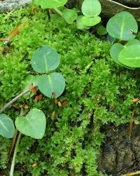 Attēlu rezultāti vaicājumam “Plagiomnium cuspidatum sporophyte”