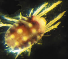 Attēlu rezultāti vaicājumam “Panonychus”