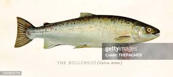 Image result for Salvelinus confluentus