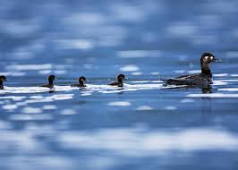 Image result for Melanitta perspicillata