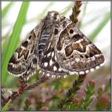 Attēlu rezultāti vaicājumam “Callistege mi”