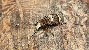 Attēlu rezultāti vaicājumam “Anthribidae”