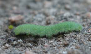 Attēlu rezultāti vaicājumam “Pieris rapae larva”
