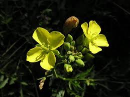 Attēlu rezultāti vaicājumam “Diplotaxis tenuifolia bud”