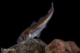 Image result for Boreogadus saida