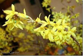 Attēlu rezultāti vaicājumam “Forsythia intermedia flower”