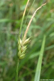 Attēlu rezultāti vaicājumam “Carex vesicaria”