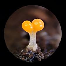 Attēlu rezultāti vaicājumam “Trichia crateriformis macro”