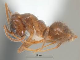 Attēlu rezultāti vaicājumam “Antrodia crassa”