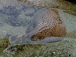 Image result for Torpedo marmorata