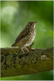 Attēlu rezultāti vaicājumam “Turdus philomelos juvenile”