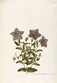 Attēlu rezultāti vaicājumam “Campanulaceae”