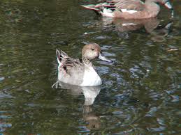 Attēlu rezultāti vaicājumam “Anas acuta male”