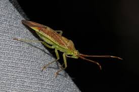 Attēlu rezultāti vaicājumam “Pantilius tunicatus imago”