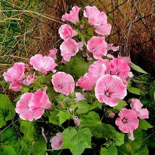 Image result for Lavatera trimestris