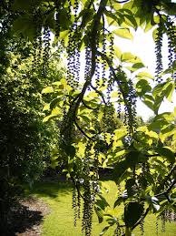 Attēlu rezultāti vaicājumam “Populus x jackii leaf”