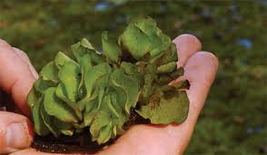 Attēlu rezultāti vaicājumam “Tettigoniodea exuvia”