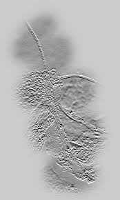 Attēlu rezultāti vaicājumam “Lithomoia solidaginis”