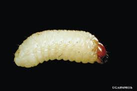 Attēlu rezultāti vaicājumam “Hylastes sp.”