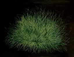 Attēlu rezultāti vaicājumam “Dicranodontium denudatum”