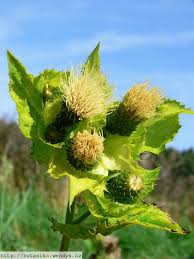 Attēlu rezultāti vaicājumam “Cirsium oleraceum leaf”