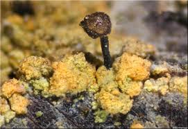 Attēlu rezultāti vaicājumam “Chaenotheca ferruginea”