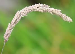 Attēlu rezultāti vaicājumam “Holcus lanatus”