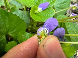 Image result for Viola odorata