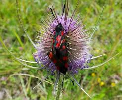 Attēlu rezultāti vaicājumam “Dipsacus fullonum flower”