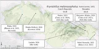 Attēlu rezultāti vaicājumam “Krynickillus melanocephalus”