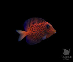 Image result for Ctenochaetus hawaiiensis