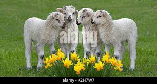 Attēlu rezultāti vaicājumam “Ovis aries juvenile”