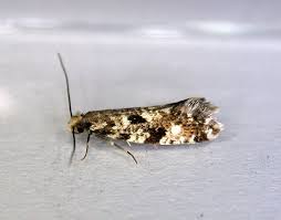 Attēlu rezultāti vaicājumam “Nemapogon cloacella”