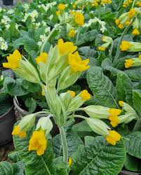 Image result for Primula veris