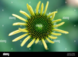 Attēlu rezultāti vaicājumam “Echinacea purpurea bud”