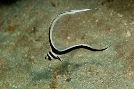 Attēlu rezultāti vaicājumam “Diderma umbilicatum young”